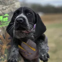 AKC Female GSP, a female German Shorthaired Pointer for sale in Chatham, VA – Photo 2 of 6