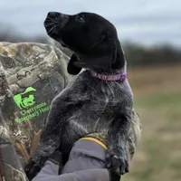 AKC Female GSP, a female German Shorthaired Pointer for sale in Chatham, VA – Photo 4 of 6