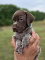 AKC liver roan female, a female German Shorthaired Pointer for sale in Chatham, VA – Photo 4 of 4
