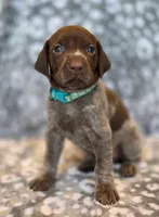 AKC liver roan female, a female German Shorthaired Pointer for sale in Chatham, VA – Photo 1 of 4