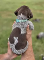 AKC liver roan female, a female German Shorthaired Pointer for sale in Chatham, VA – Photo 3 of 4