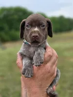 AKC liver roan female, a female German Shorthaired Pointer for sale in Chatham, VA – Photo 2 of 4