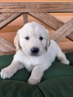 Murdoch , a male Golden Retriever for sale in Chatham, VA – 4 of 5