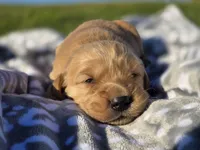 AKC Golden Retriever , a male Golden Retriever for sale in Chatham, VA – Photo 2 of 7