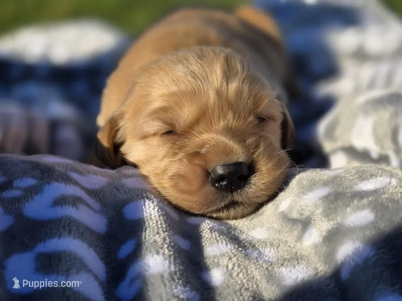 AKC Golden Retriever  – Golden Retriever puppy for sale in Chatham, VA