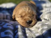 AKC Golden Retriever , a male Golden Retriever for sale in Chatham, VA – Photo 1 of 7