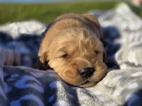 AKC Golden Retriever , a male Golden Retriever for sale in Chatham, VA – Photo 3 of 7