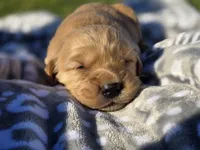 AKC Golden Retriever , a male Golden Retriever for sale in Chatham, VA – Photo 7 of 7