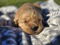 AKC Golden Retriever , a male Golden Retriever for sale in Chatham, VA – Photo 4 of 7