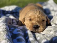 AKC Golden Retriever , a male Golden Retriever for sale in Chatham, VA – Photo 5 of 7