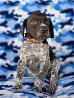 Red collar AKC , a male German Shorthaired Pointer for sale in Chatham, VA – 2 of 8