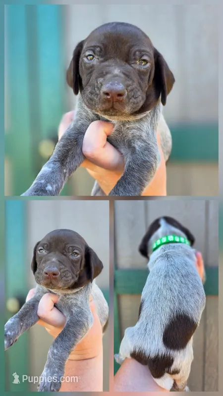 Male 3 – German Shorthaired Pointer puppy for sale in Chatham, VA