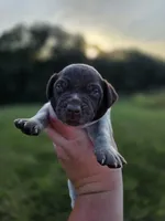 Male 3, a male German Shorthaired Pointer for sale in Chatham, VA – 6 of 7