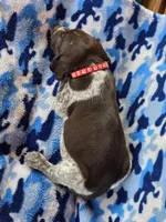 Red collar AKC , a male German Shorthaired Pointer for sale in Chatham, VA – 5 of 8