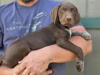 READY NOW GSP, a female German Shorthaired Pointer for sale in Chatham, VA – Photo 6 of 10