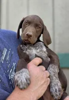 READY NOW GSP, a female German Shorthaired Pointer for sale in Chatham, VA – Photo 8 of 10