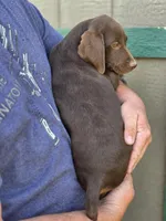 READY NOW GSP, a female German Shorthaired Pointer for sale in Chatham, VA – Photo 9 of 10