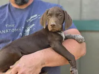 READY NOW GSP, a female German Shorthaired Pointer for sale in Chatham, VA – Photo 4 of 10