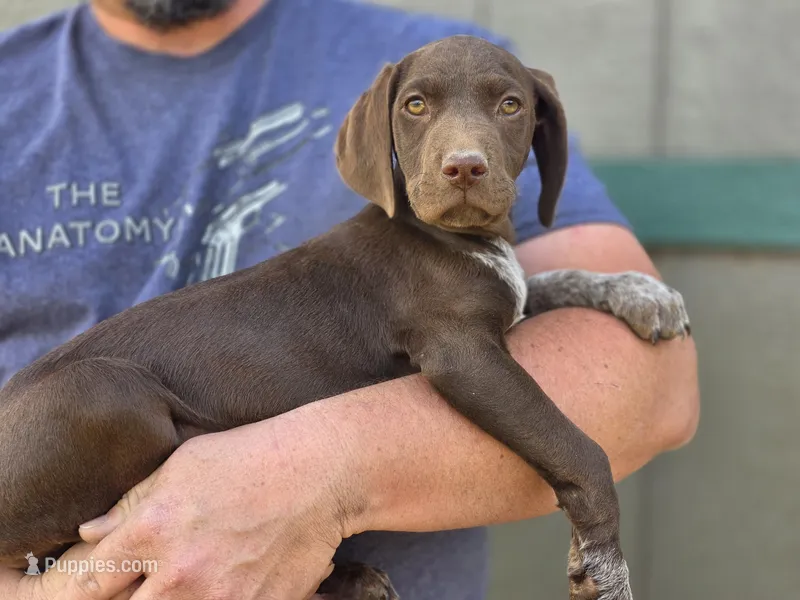 READY NOW GSP, a female German Shorthaired Pointer for sale in Chatham, VA – Photo 1 of 10