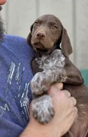 READY NOW GSP, a female German Shorthaired Pointer for sale in Chatham, VA – Photo 3 of 10
