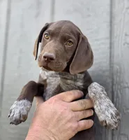 READY NOW GSP, a female German Shorthaired Pointer for sale in Chatham, VA – Photo 2 of 10