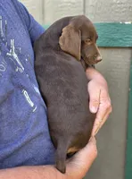 READY NOW GSP, a female German Shorthaired Pointer for sale in Chatham, VA – Photo 10 of 10