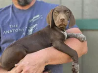 READY NOW GSP, a female German Shorthaired Pointer for sale in Chatham, VA – Photo 7 of 10