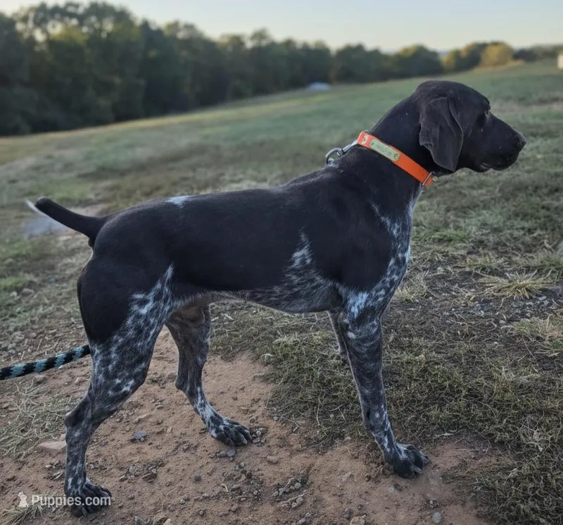 AKC liver roan GSP puppy – German Shorthaired Pointer puppy for sale in Chatham, VA