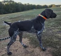 AKC liver roan GSP puppy, a female German Shorthaired Pointer for sale in Chatham, VA – Photo 1 of 3