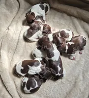 AKC liver roan GSP puppy, a female German Shorthaired Pointer for sale in Chatham, VA – Photo 3 of 3