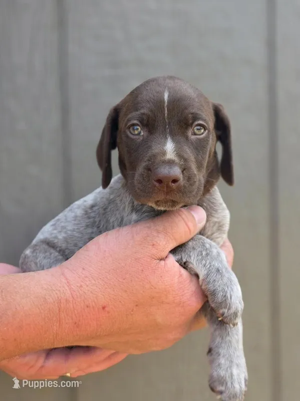 AKC liver roan GSP puppy – German Shorthaired Pointer puppy for sale in Chatham, VA