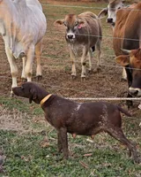 AKC liver roan GSP puppy, a female German Shorthaired Pointer for sale in Chatham, VA – Photo 2 of 3