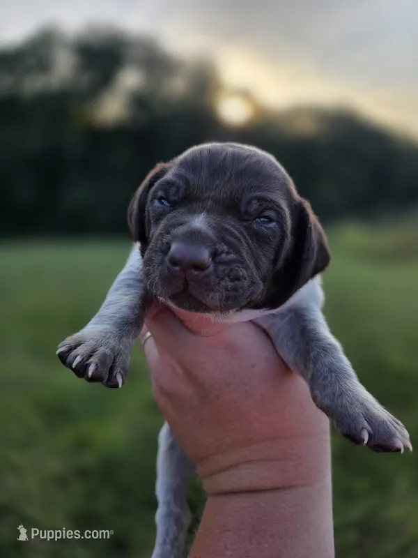 Male 3 – German Shorthaired Pointer puppy for sale in Chatham, VA