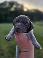 Male 3, a male German Shorthaired Pointer for sale in Chatham, VA – 3 of 7