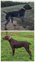Male 3, a male German Shorthaired Pointer for sale in Chatham, VA – 7 of 7