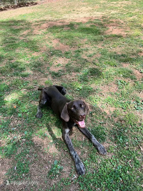 Cowboy- AKC GSP – German Shorthaired Pointer puppy for sale in Chatham, VA