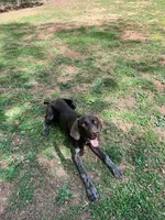 Cowboy- AKC GSP, a male German Shorthaired Pointer for sale in Chatham, VA – Photo 1 of 7