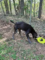 Cowboy- AKC GSP, a male German Shorthaired Pointer for sale in Chatham, VA – Photo 4 of 7