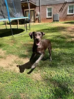 Cowboy- AKC GSP, a male German Shorthaired Pointer for sale in Chatham, VA – Photo 5 of 7