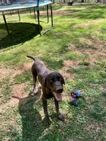 Cowboy- AKC GSP, a male German Shorthaired Pointer for sale in Chatham, VA – Photo 6 of 7