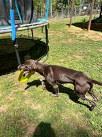 Cowboy- AKC GSP, a male German Shorthaired Pointer for sale in Chatham, VA – Photo 7 of 7