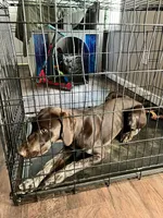 Cowboy- AKC GSP, a male German Shorthaired Pointer for sale in Chatham, VA – Photo 2 of 7