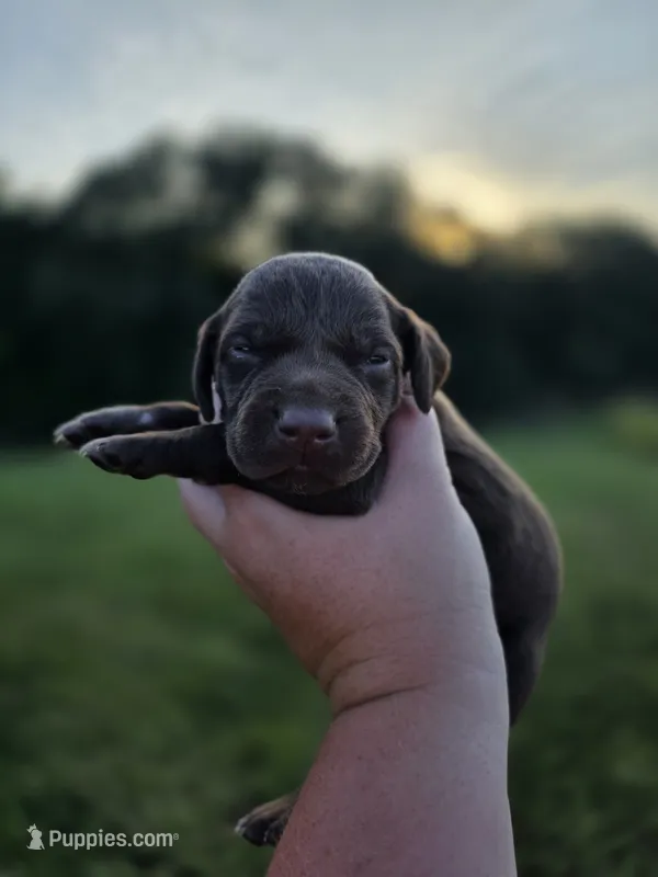Solid liver female AKC – German Shorthaired Pointer puppy for sale in Chatham, VA