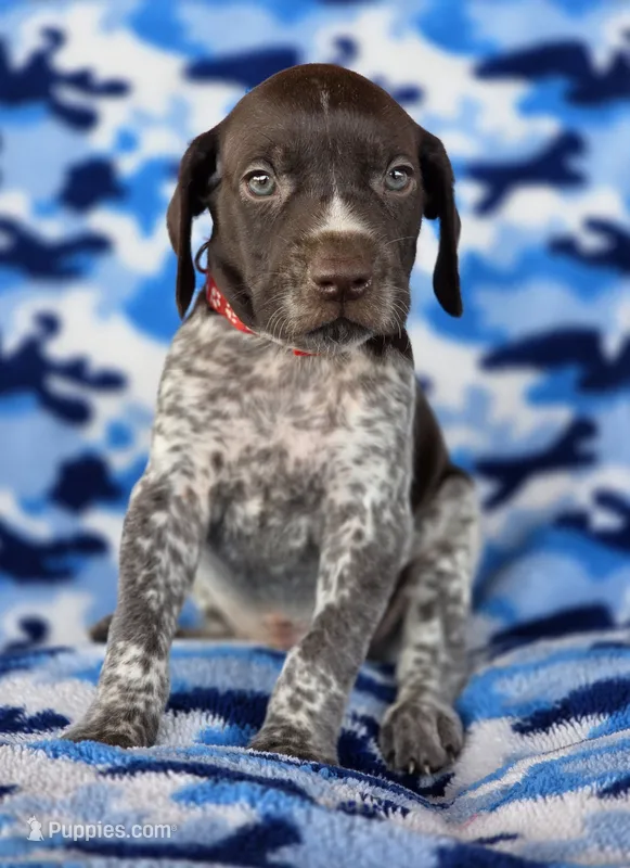 Red collar AKC  – German Shorthaired Pointer puppy for sale in Chatham, VA