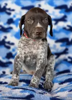 Red collar AKC , a male German Shorthaired Pointer for sale in Chatham, VA – 1 of 8