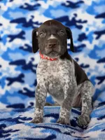 Red collar AKC , a male German Shorthaired Pointer for sale in Chatham, VA – 3 of 8