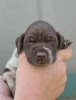 AKC male, a male German Shorthaired Pointer for sale in Chatham, VA – Photo 2 of 6