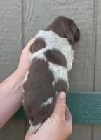 AKC male, a male German Shorthaired Pointer for sale in Chatham, VA – Photo 4 of 6