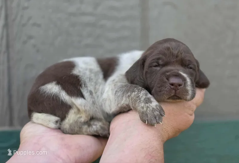 AKC male – German Shorthaired Pointer puppy for sale in Chatham, VA