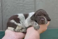 AKC male, a male German Shorthaired Pointer for sale in Chatham, VA – Photo 1 of 6